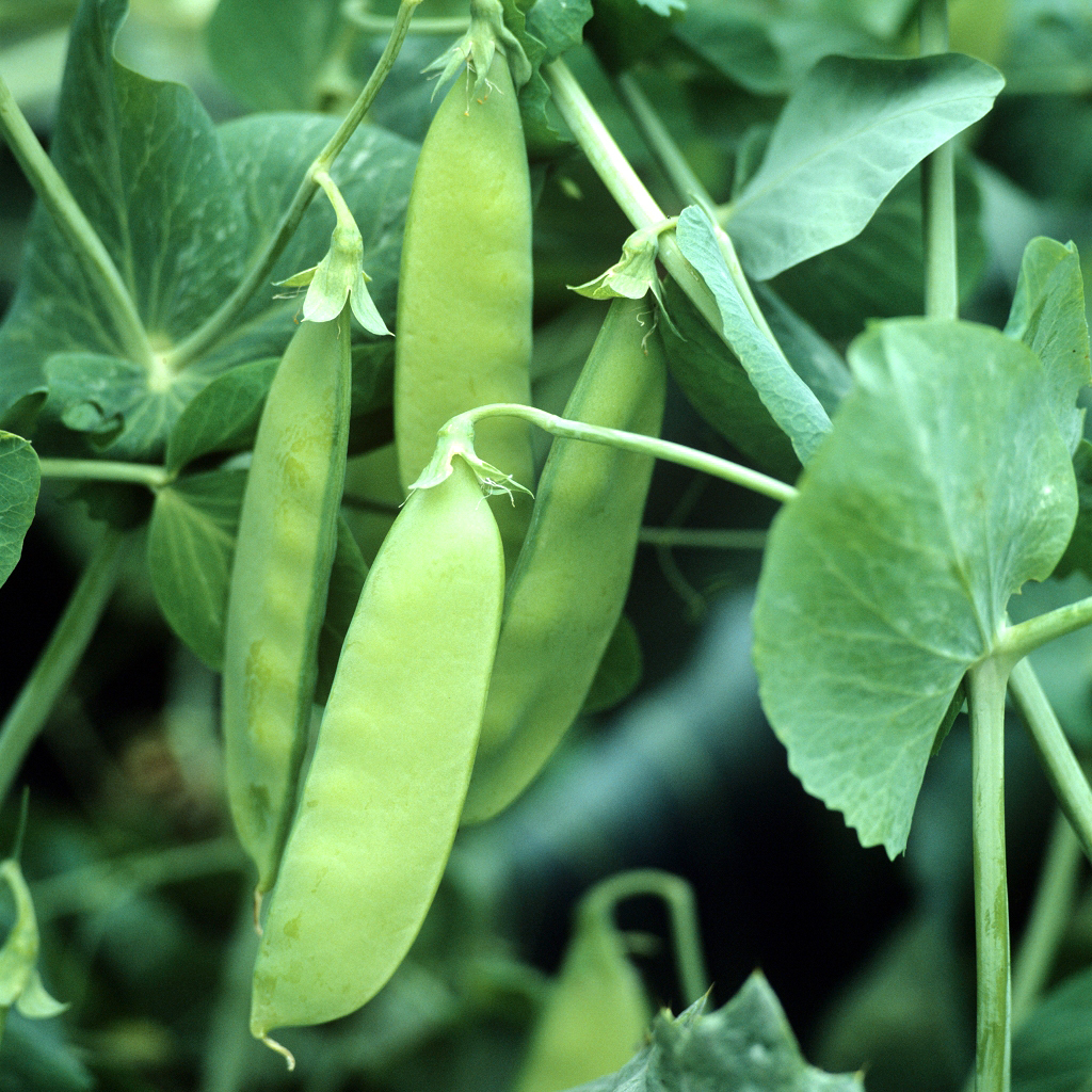 Haricot de lima / Gros pois / Pois d’acherie