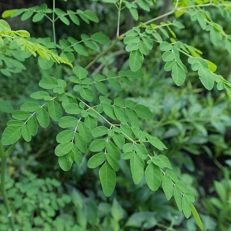 Moringa / Brède mouroum